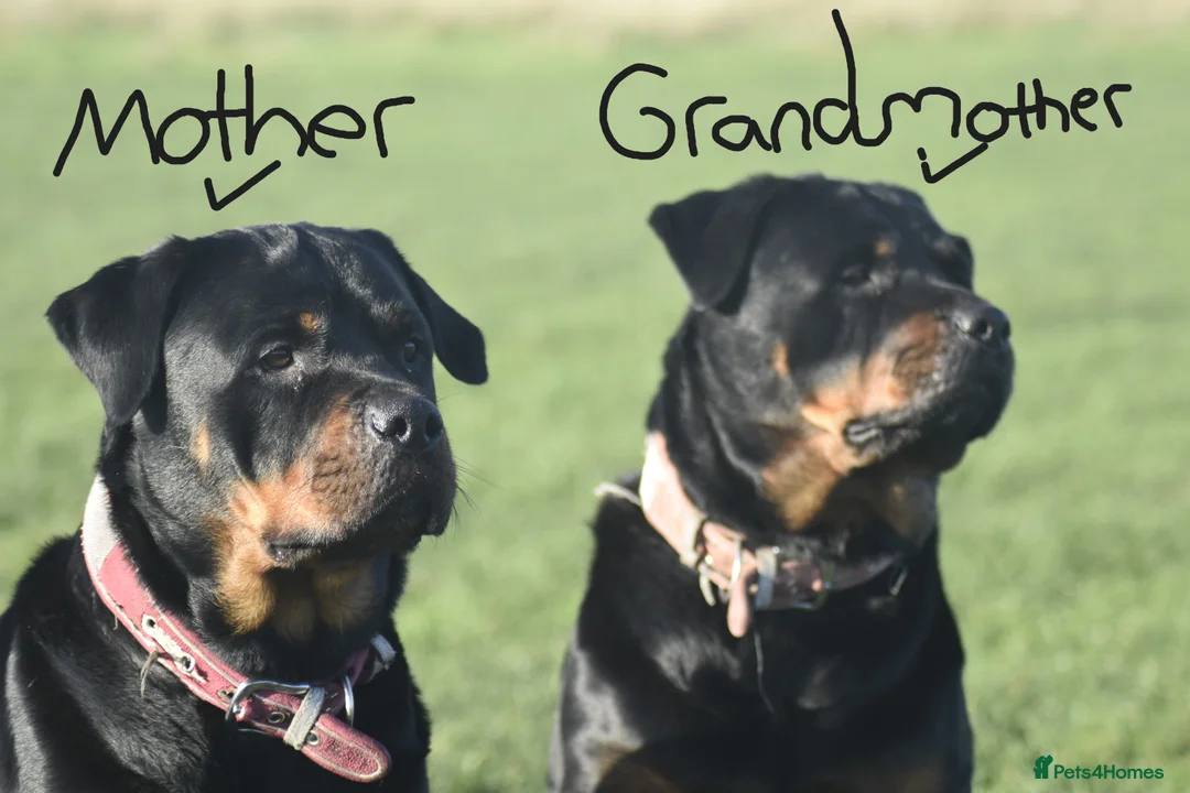 Rottweiler dogs for sale: Champion-Bred Rottweiler Puppies for Loving Homes - Advert 9