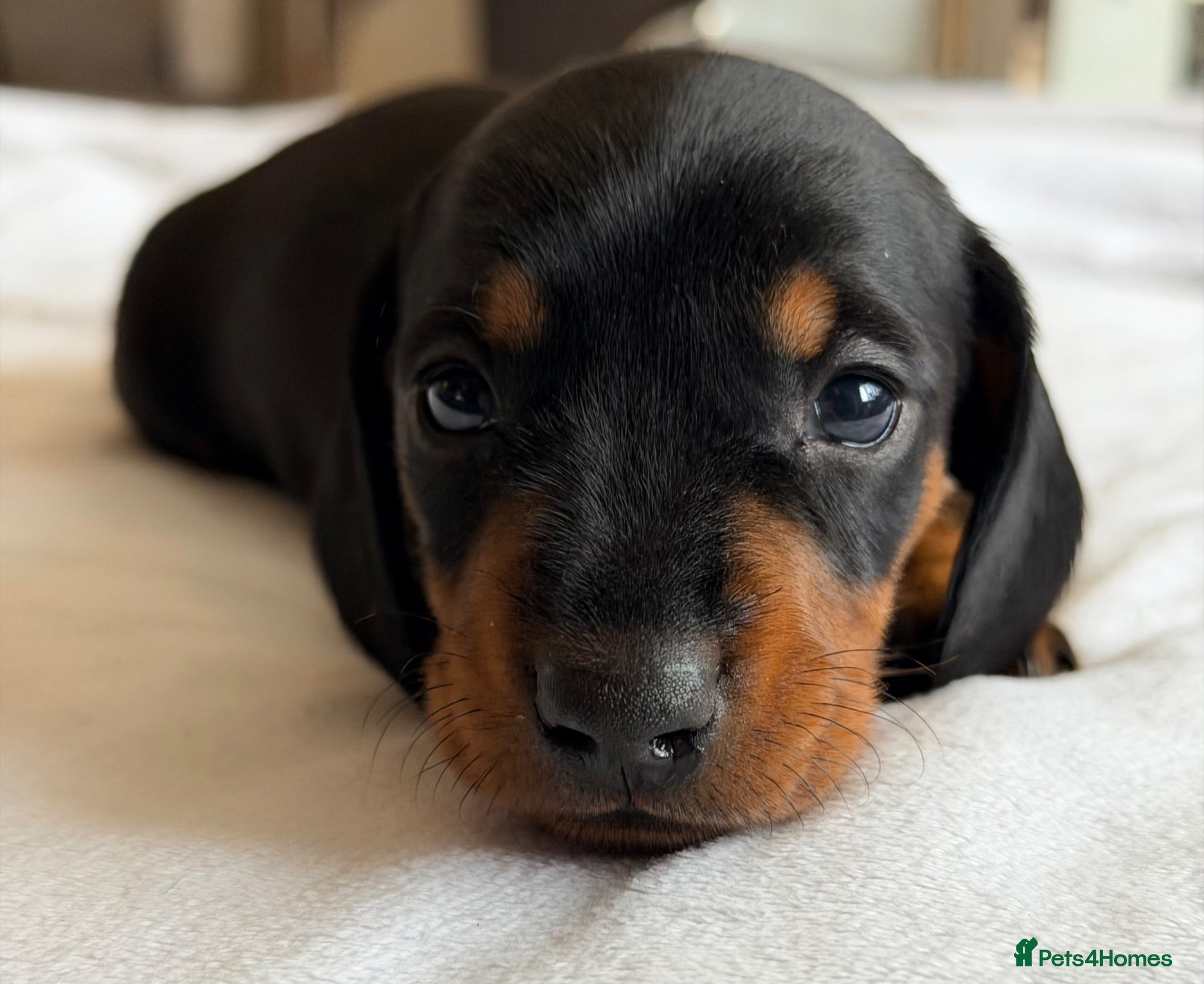 Miniature Dachshund dogs KC Black & Tan Miniature Dachshunds - Advert 1