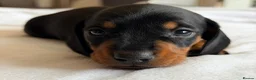 Miniature Dachshund dogs for sale: KC Black & Tan Miniature Dachshunds - Advert 9