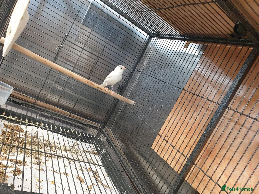 Canaries birds for sale: Canaries for sale  - Advert 2
