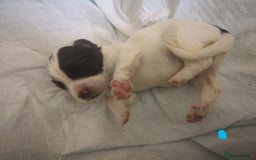 English Springer Spaniel dogs for sale: Beautiful springer Spainel pups. Ready 01/11/25 - Image 9