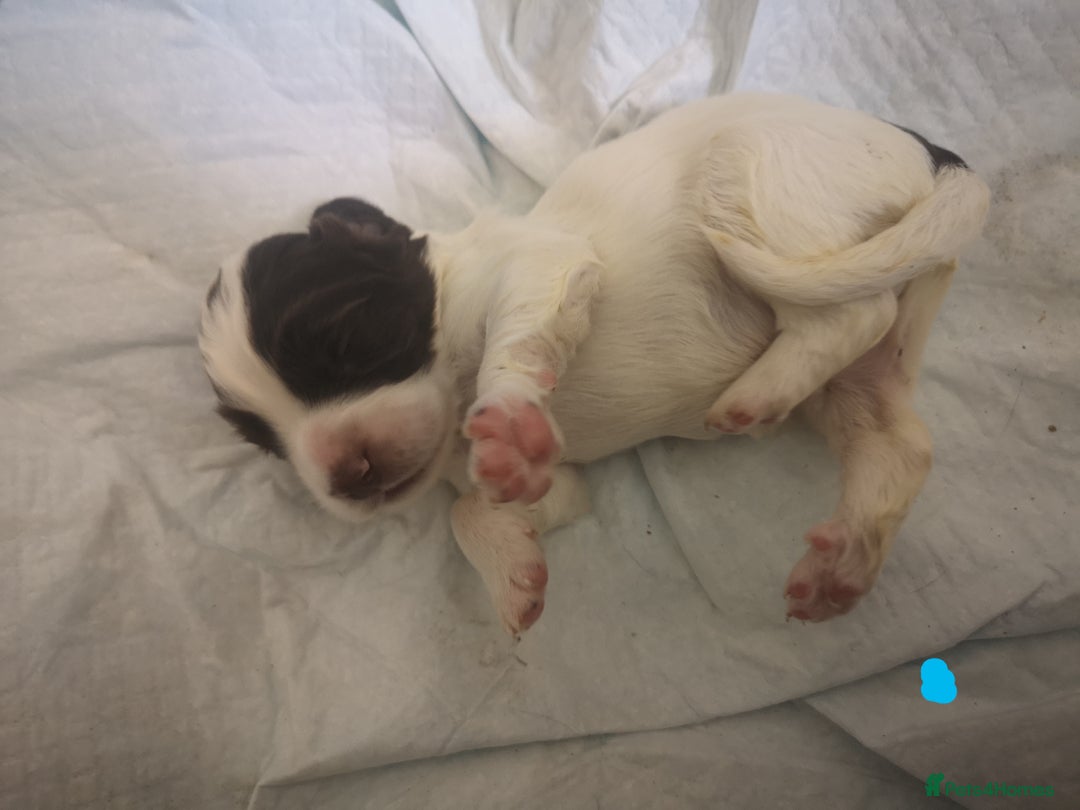 English Springer Spaniel dogs for sale: Beautiful springer Spainel pups. Ready 01/11/25 - Image 9