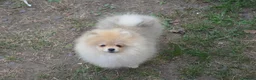 Pomeranian dogs for sale: Bentley – Beautiful Silver-Toned Pomeranian Boy 🐾 - Advert 30