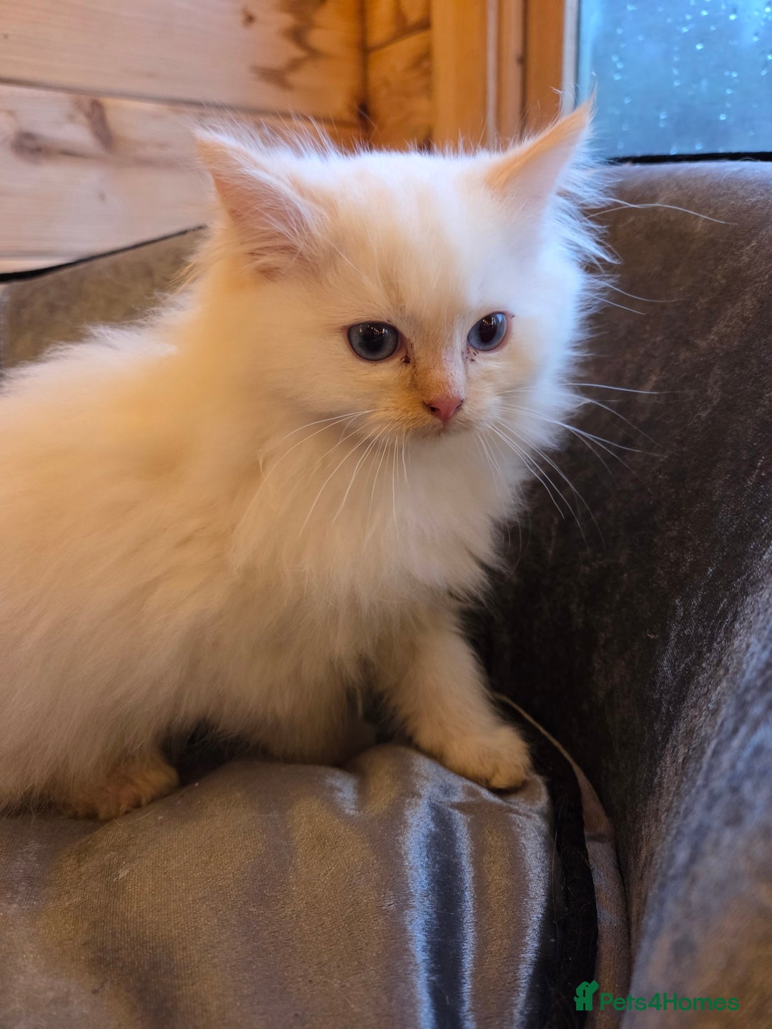 Ragdoll cats for sale: Flame boy Ragdoll kitten - Advert 13