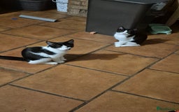 Domestic Shorthair cats for sale: Hetti  - Image 2