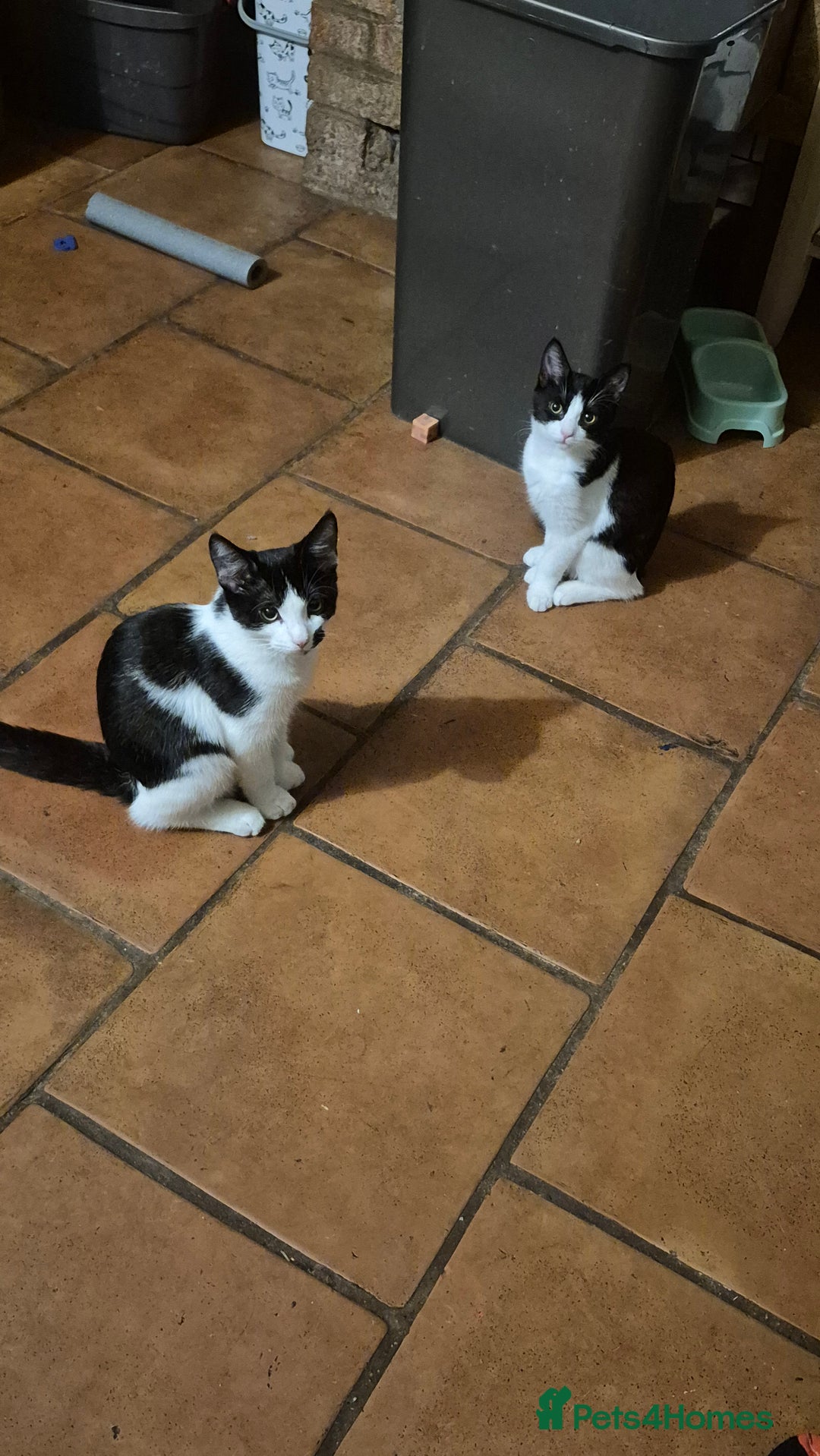 Domestic Shorthair cats for sale: Hetti  - Image 2