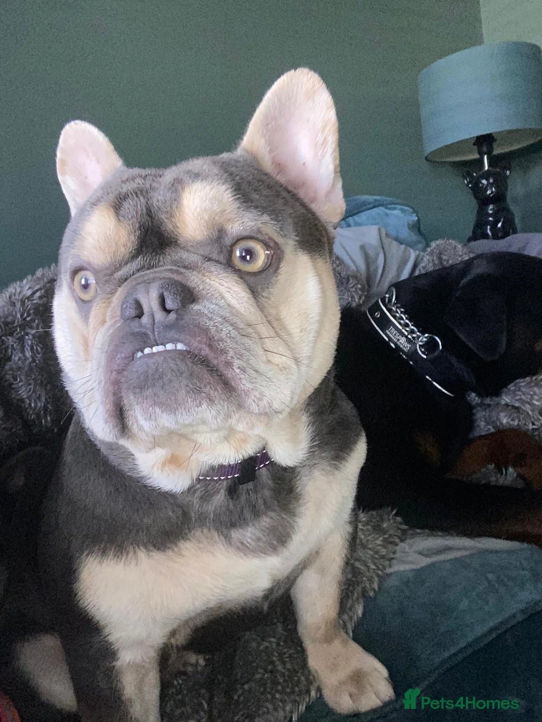 French Bulldog dogs for sale: Gorgeous-18month old French bulldog /male-Ernie in Derby - Advert 2