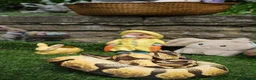 Python Snake reptiles for sale: Pastel Enchi Royal Python with 4 foot setup - Advert 4