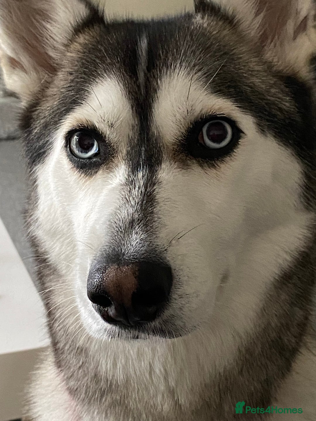 Siberian Husky dogs for sale: Beautiful Female Husky  - Image 10