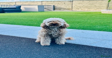 Cavapoo dogs - Advert 4
