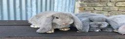 French Lop rabbits for sale: Stunning xl French lops  - Advert 13