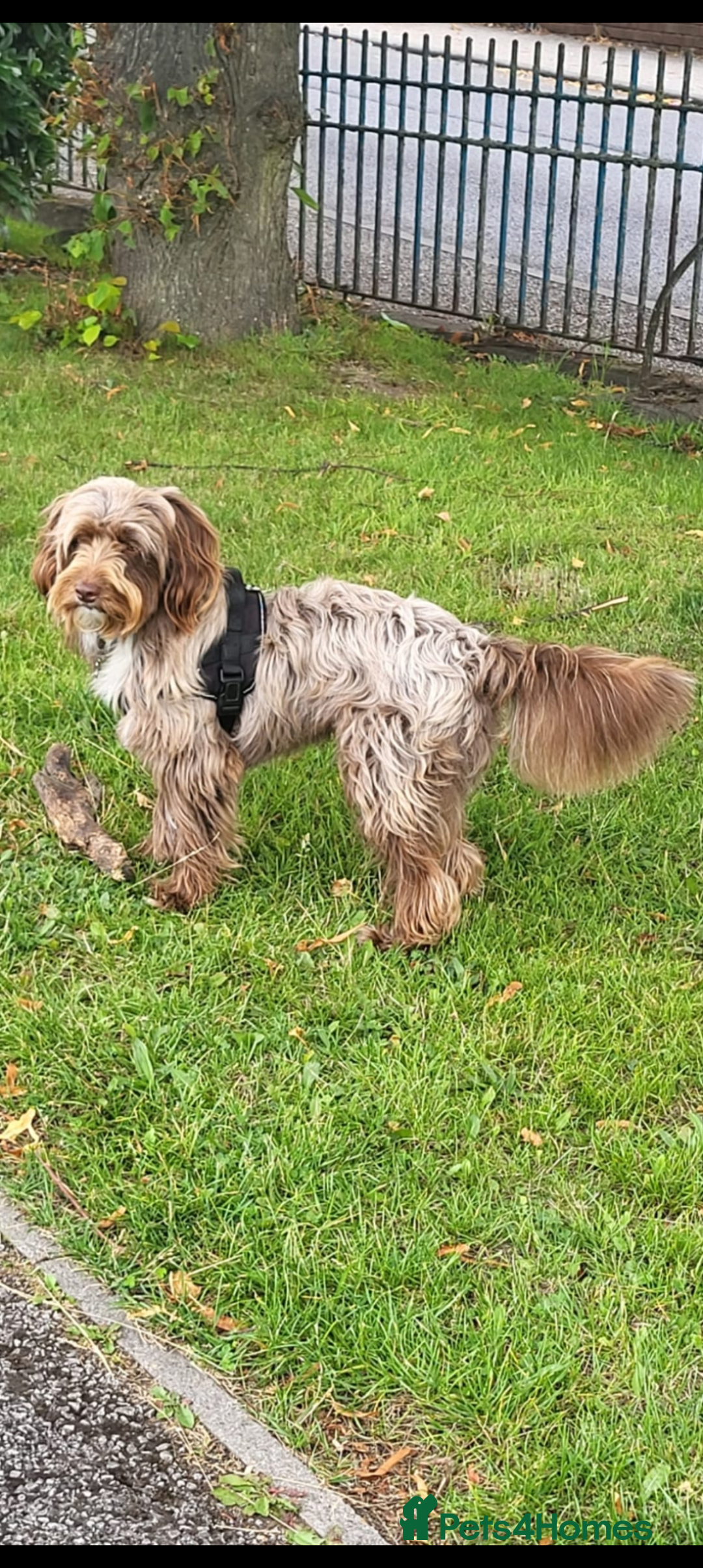 Bordoodle dogs for stud: Bordoodle 2yrs Old Stud - Image 1
