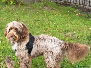 Bordoodle dogs - Advert 27