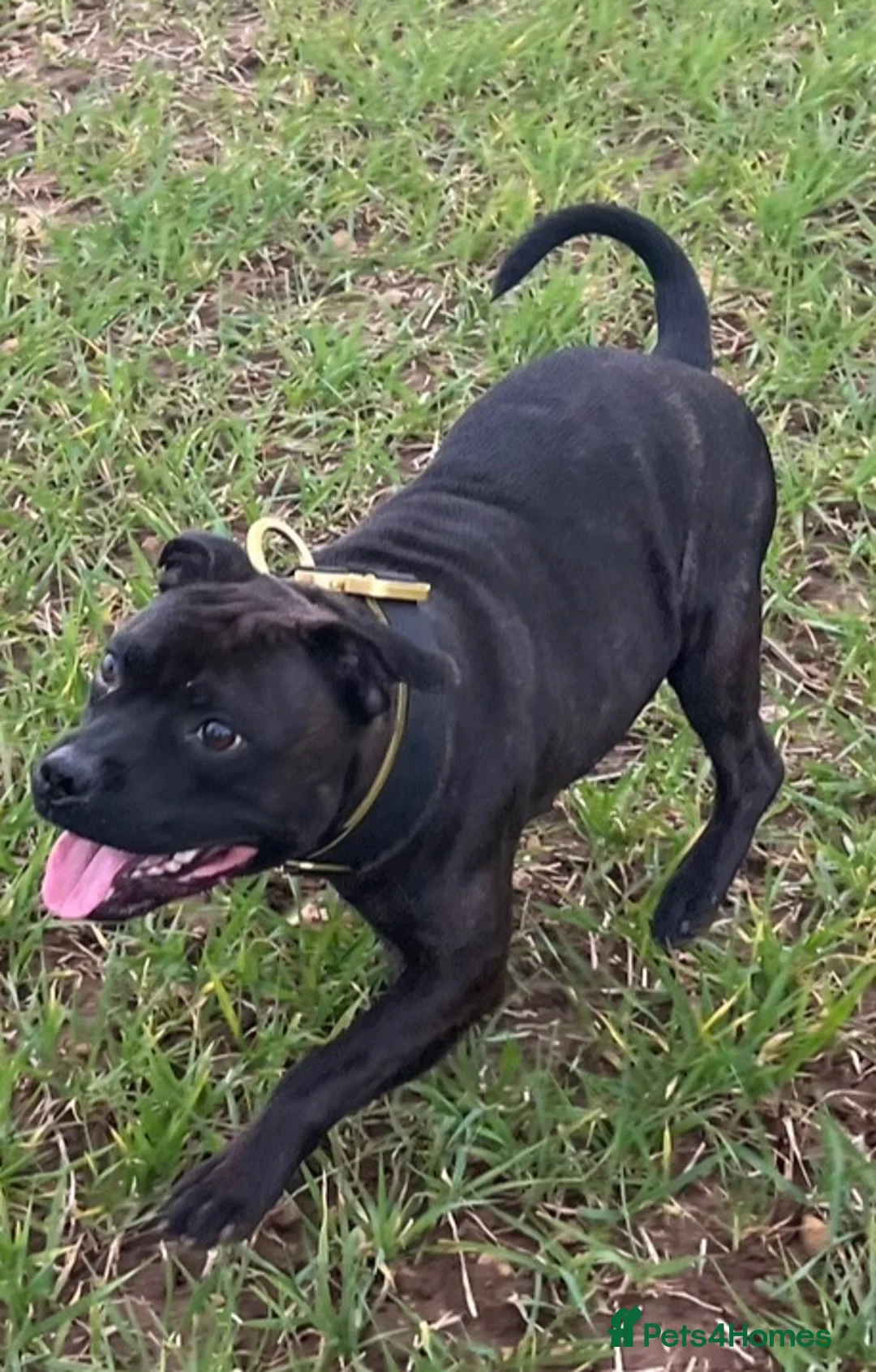 Staffordshire Bull Terrier dogs for sale: Red and brindle Stafford puppies available ❤️🐾 - Advert 10