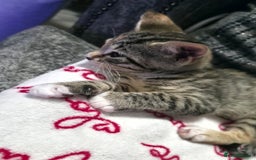 Mixed Breed cats for sale: Little Kitten Looking for a Loving Home! 💕 - Image 4
