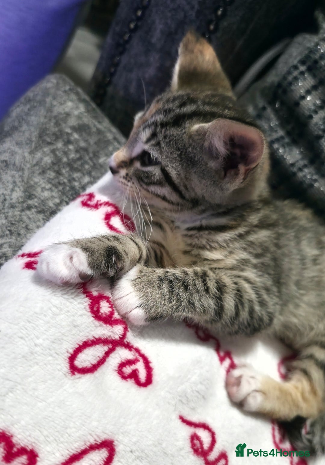 Mixed Breed cats for sale: Little Kitten Looking for a Loving Home! 💕 - Image 4