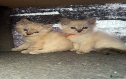 Ragdoll cats for sale: *stunning* litter of 7 ragdoll kittens  - Image 3