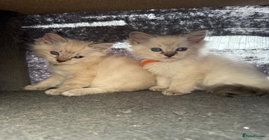 Ragdoll cats - Advert 13