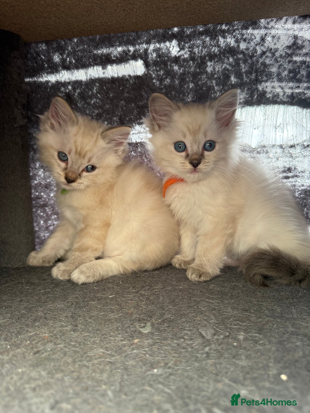 Ragdoll cats for sale: *stunning* litter of 7 ragdoll kittens  - Image 3