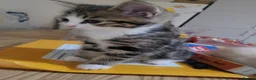 Mixed Breed cats for sale: 4 mixed breed kittens. in Basingstoke - Advert 2