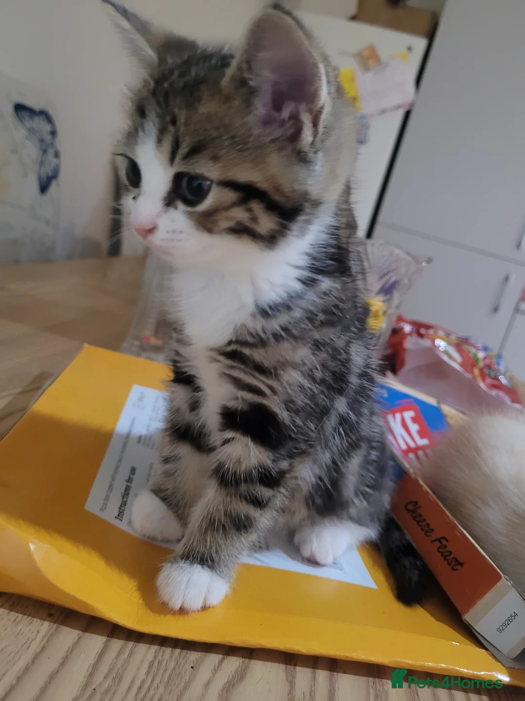 Mixed Breed cats for sale: 4 mixed breed kittens. in Basingstoke - Advert 2