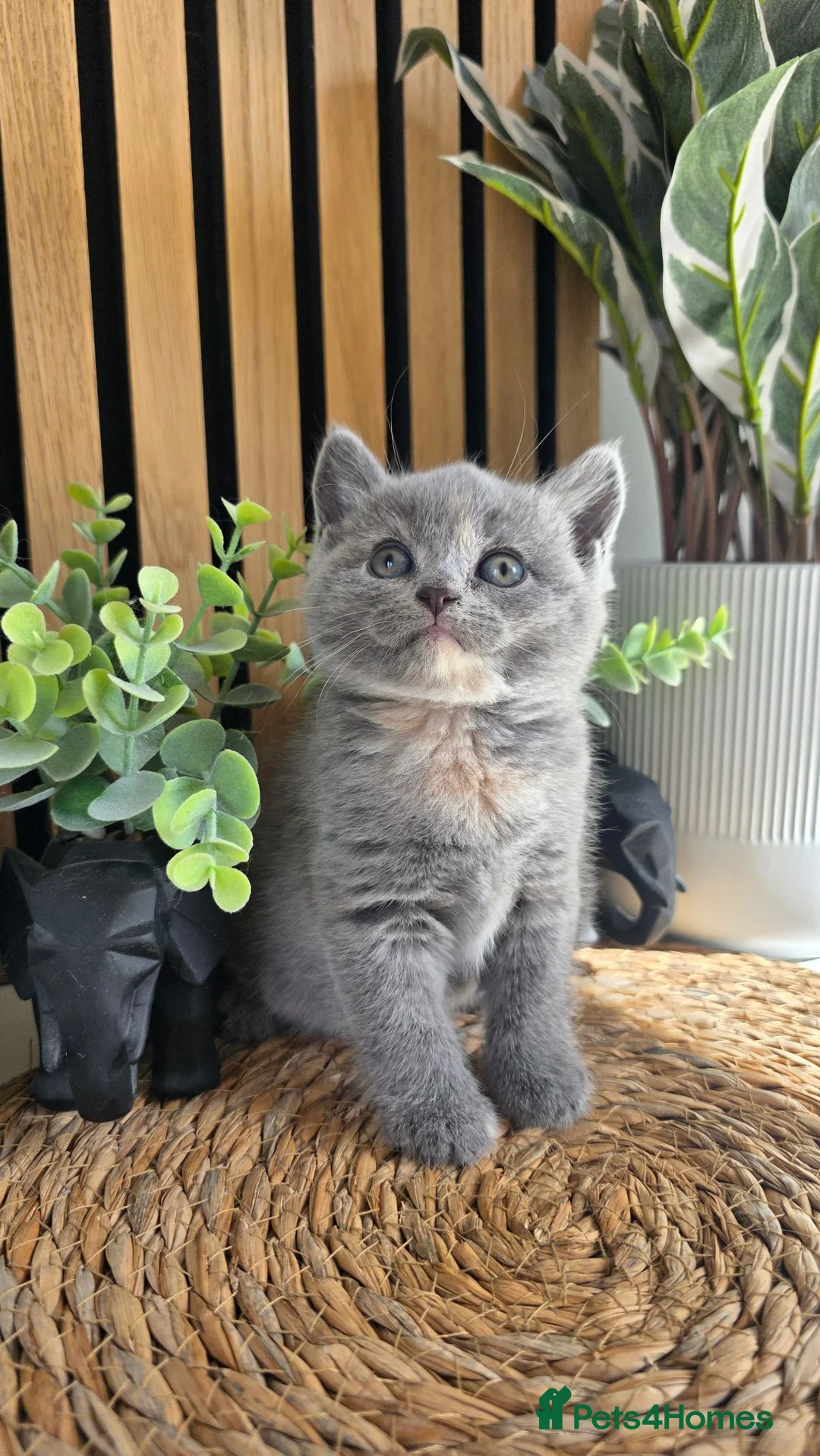 British Shorthair cats for sale: Adorable British kittens - Advert 2
