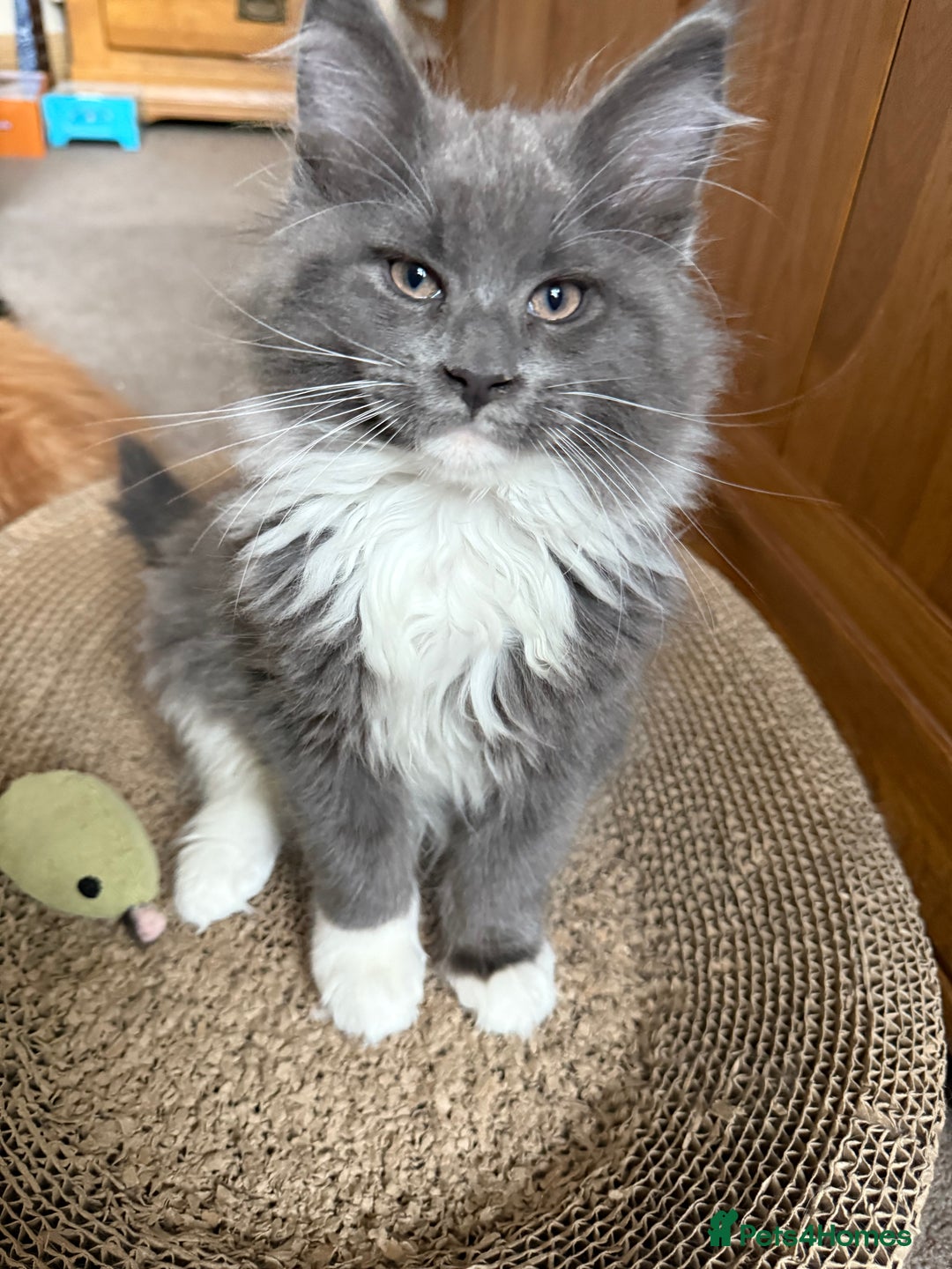 Maine Coon cats for sale: 🐾TICA registered Maine Coon Kittens🐾 - Image 29