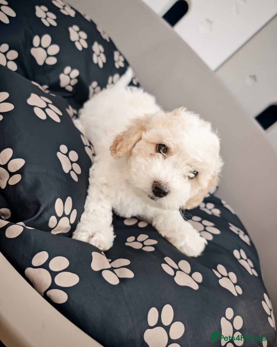 Bichon Frise dogs for sale: Bichon puppy's  - Image 4