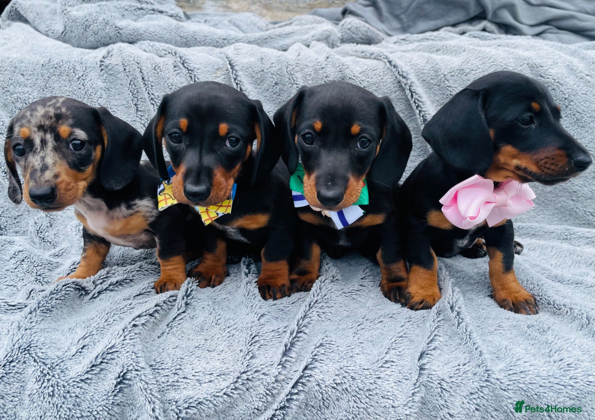 Dachshund dogs Dachshund puppies - Advert 1