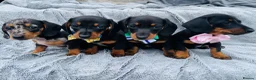 Dachshund dogs for sale: Dachshund puppies in Llanelli - Advert 1