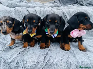 Dachshund dogs Dachshund puppies - Advert 1