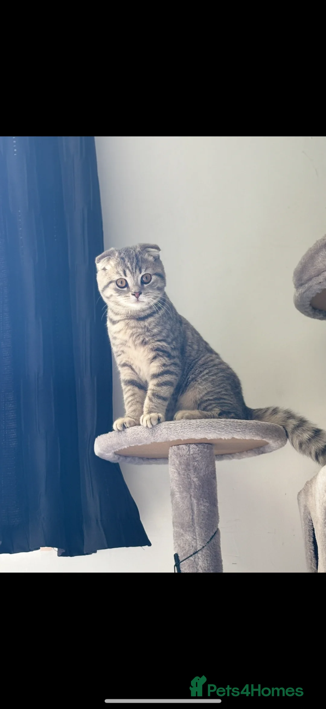 British Shorthair cats for sale: Scottish Fold/ Straight kittens available now - Advert 1