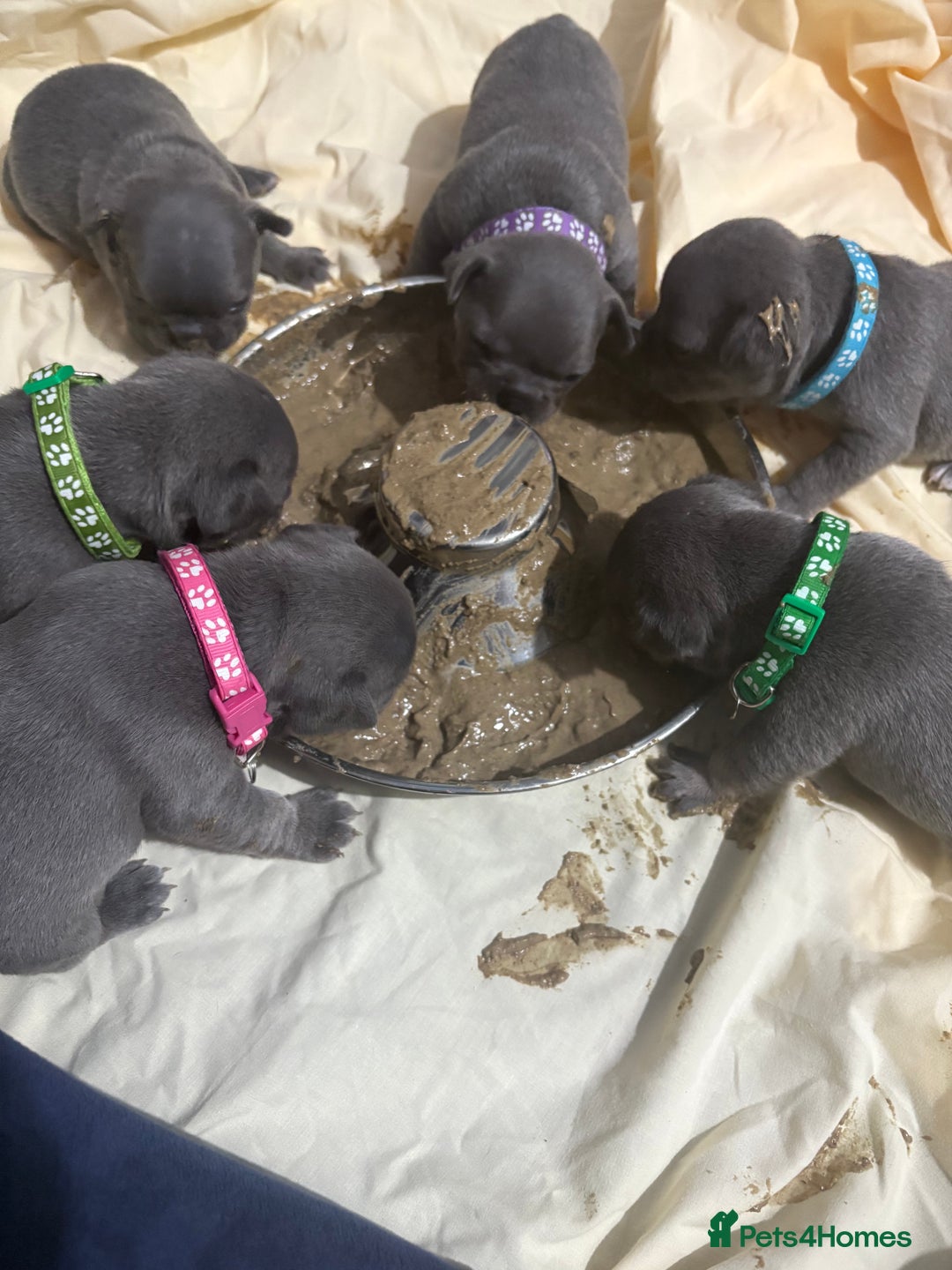 French Bulldog dogs for sale: Beautiful boy looking forever home  - Advert 11