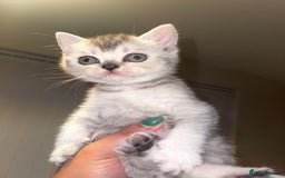 British Shorthair cats for sale: British short hair kittens - Image 9