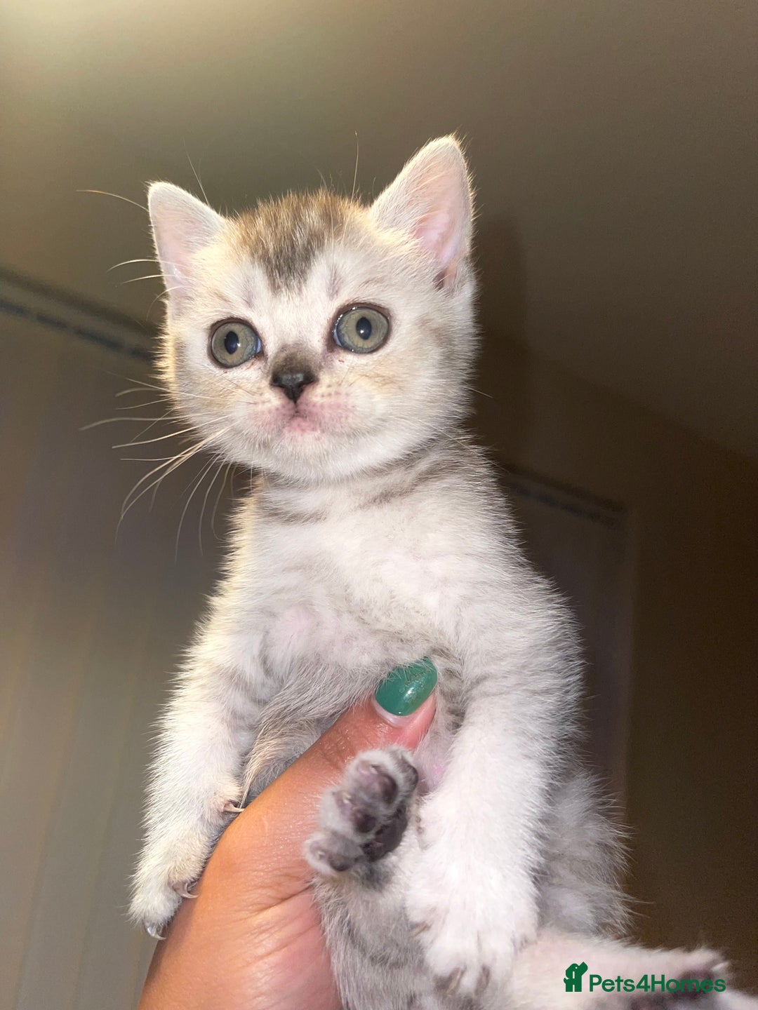 British Shorthair cats for sale: British short hair kittens - Image 9