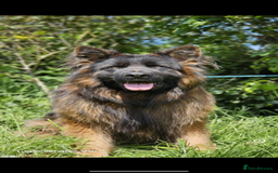 German Shepherd dogs for sale: ⭐️ big bone GSD puppies⭐️ - Image 8