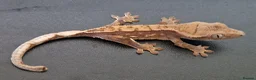 Gecko reptiles for sale: Baby crested geckos, unsexed. High quality in Stroud - Advert 4