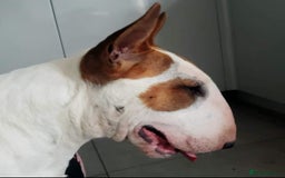 English Bull Terrier dogs for sale: Ready to leave !!! champion bloodlines kc reg - Image 4
