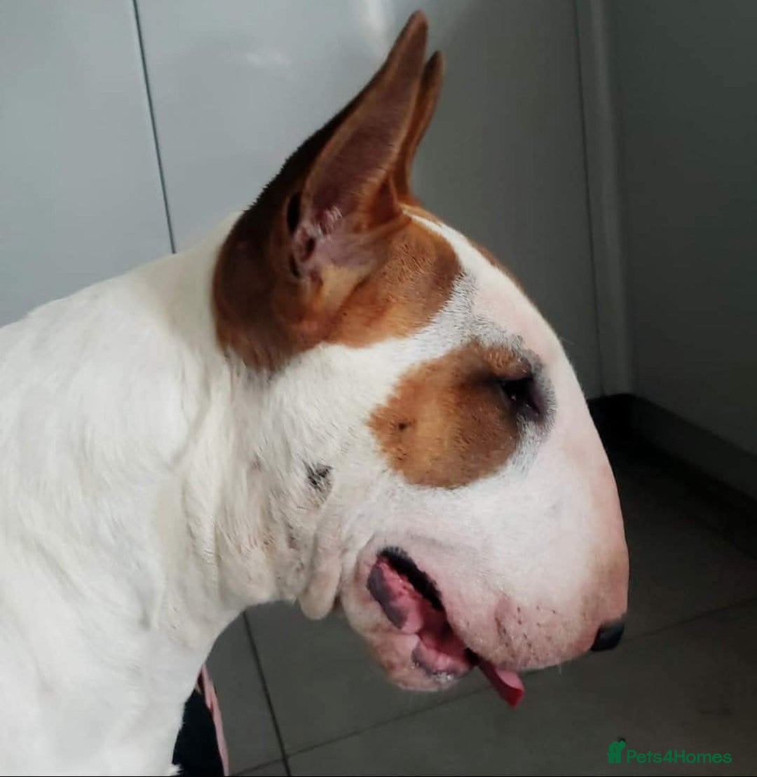 English Bull Terrier dogs for sale: Ready to leave !!! champion bloodlines kc reg - Image 4