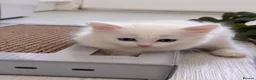 Munchkin cats for sale: Turkish Angora x Munchkin male and female  - Advert 12