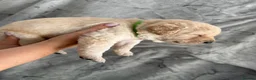 Labrador Retriever dogs for sale: Labrador Puppies Looking For Their Forever Homes  - Advert 27