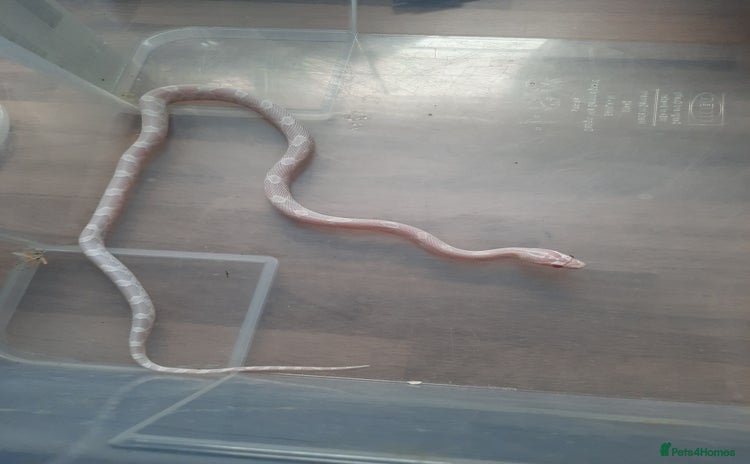 Corn Snake reptiles - Advert 1
