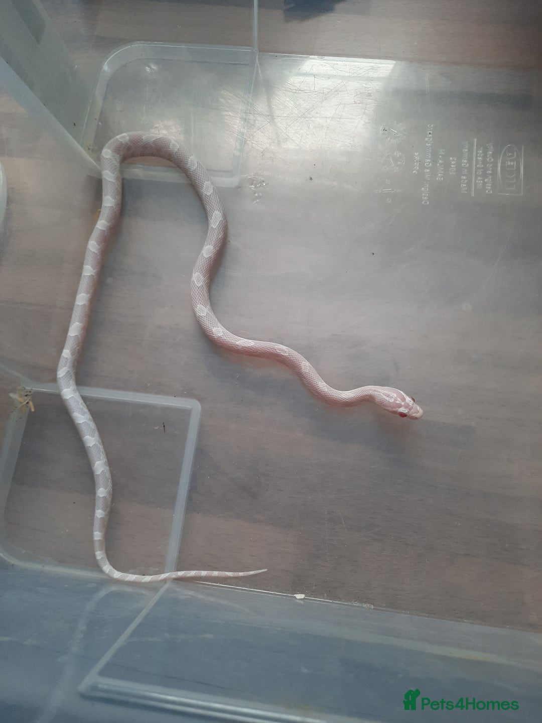 Corn Snake reptiles for sale: Corn snakes - Image 1