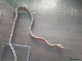 Corn Snake reptiles - Advert 13