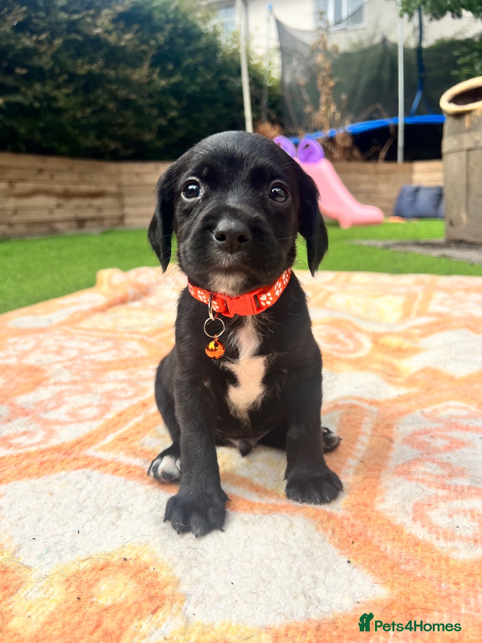 Springador dogs Beautiful Springador Puppies 🐾 - Advert 2