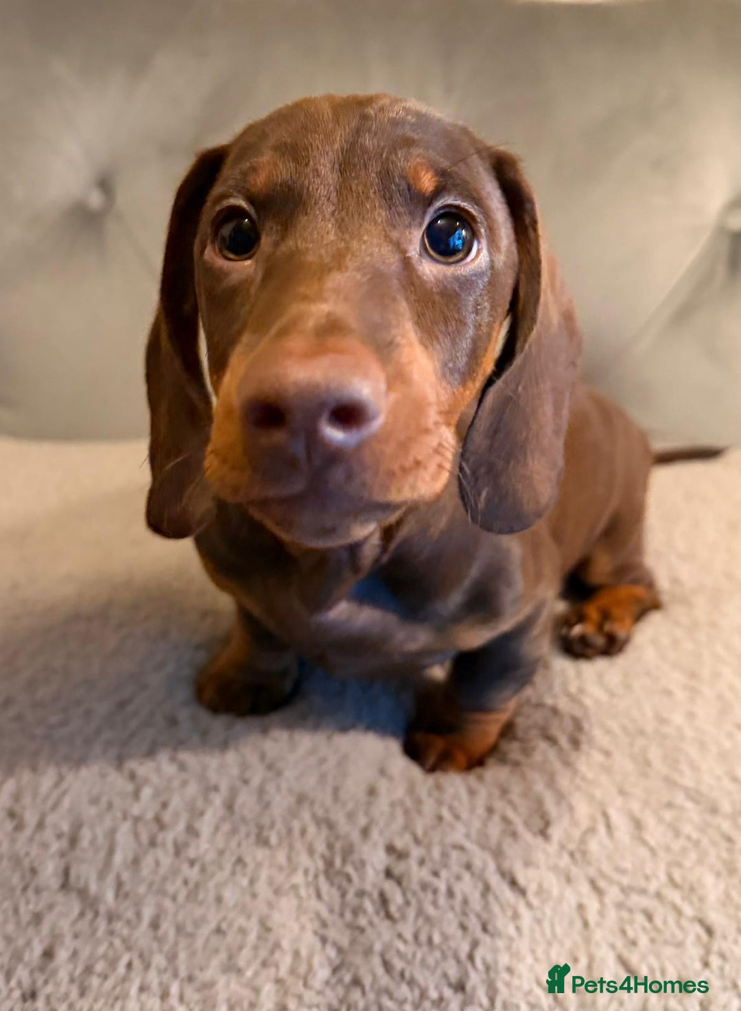 Dachshund dogs for sale: Standard dachshund puppies - Advert 18