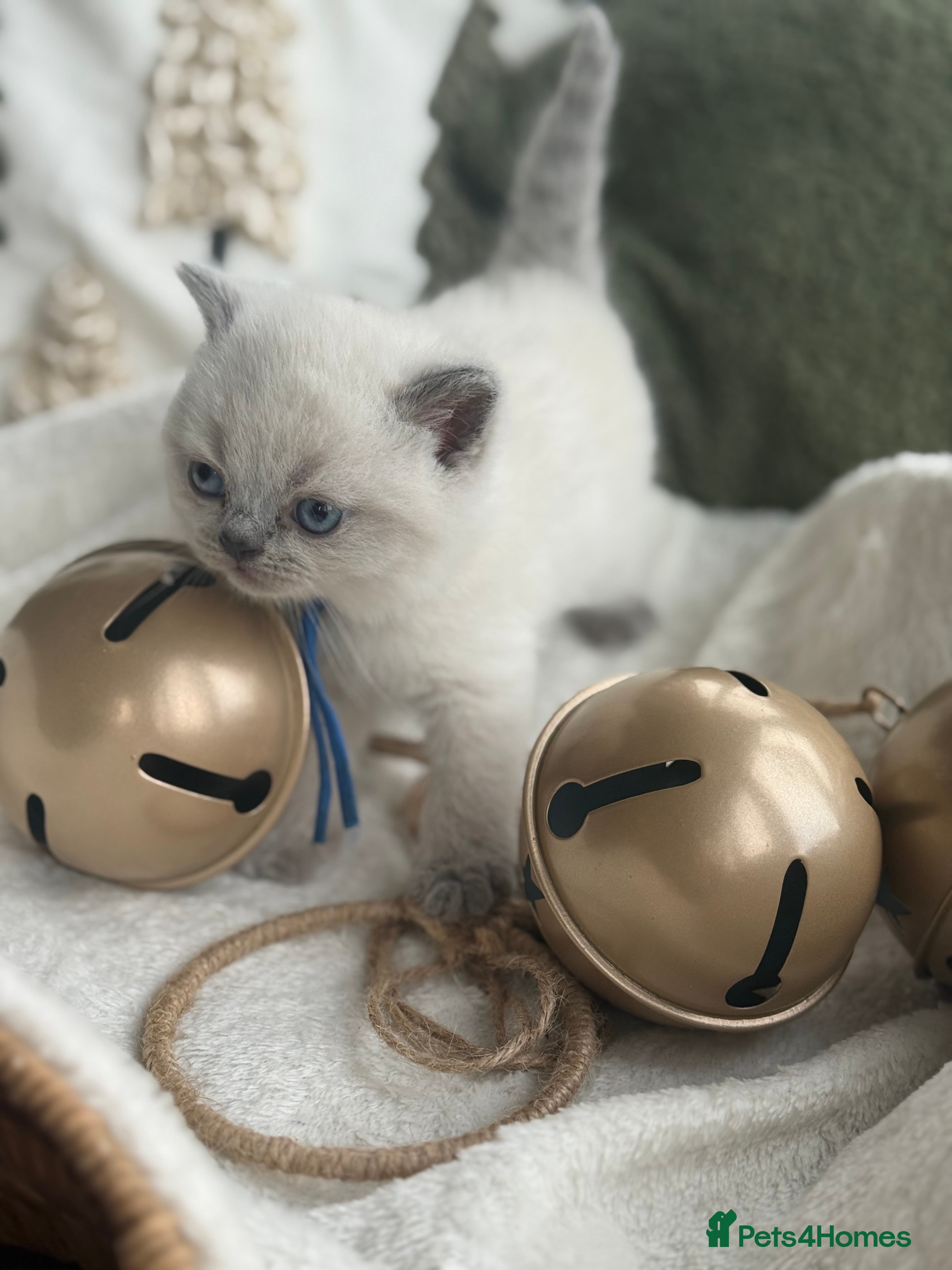 British Shorthair cats 2 cream colour point boys left - Advert 17