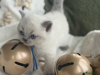 British Shorthair cats 2 cream colour point kittens left - Advert 14