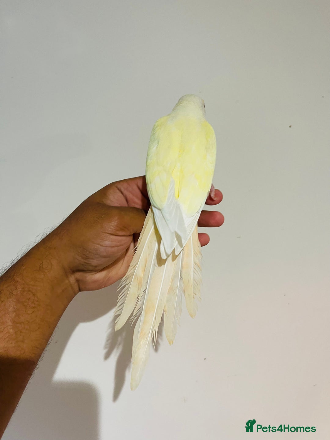 Conures birds for sale: Hand reared conures for sale - Image 19