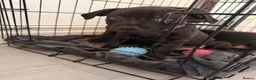 Mixed Breed dogs for sale: Staffordshire bull terrier X Cane corso puppies - Advert 5